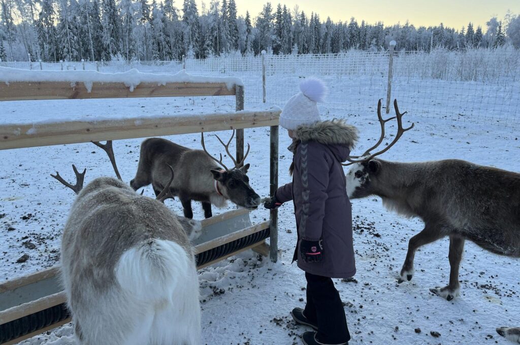 Mädchen steichelt Rentiere im Rentierpark in Lappland