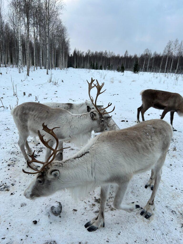 Rentiere im Renpark in Ullbergsträsk, Schweden