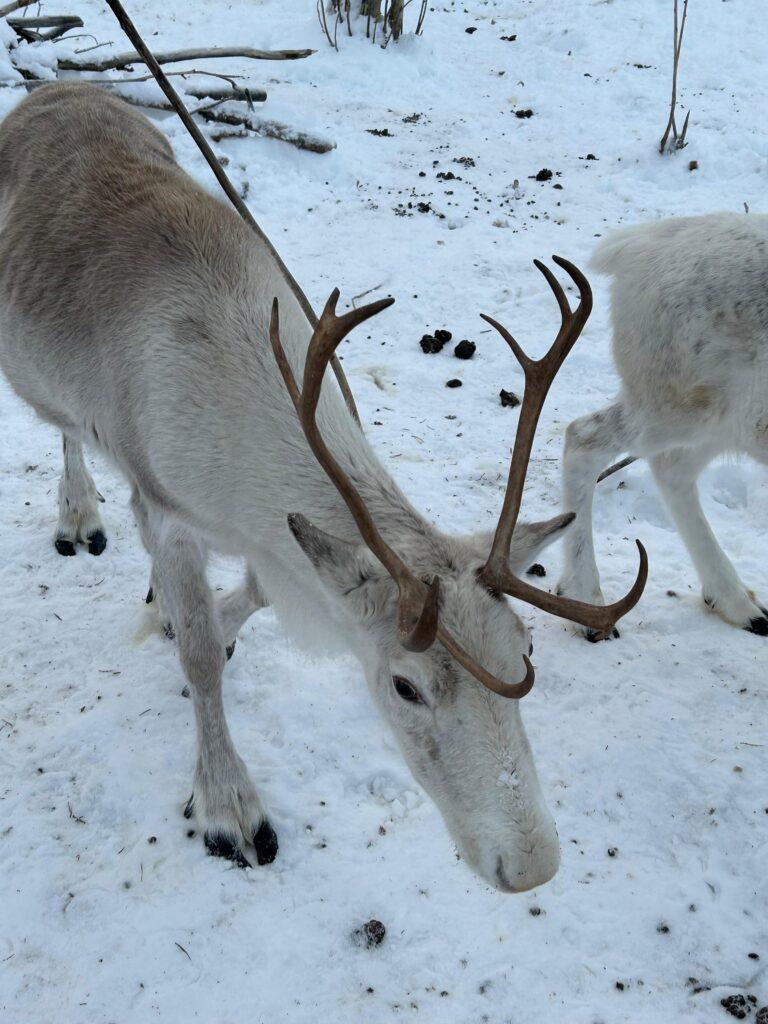 Rentier zum Streicheln im privaten Rentierpark in Arvidsjaur