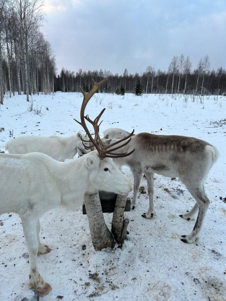 Rentiere in weiss und braun in Rentierpark nahe Skelleftea, Lappland, Schweden