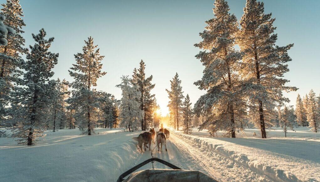 Schlittenhundfahrt durch die Natur Lappland, Schweden; Schlittenhund Touren mit Lappland Tour